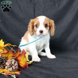 Happy, Cavalier King Charles Spaniel Puppy