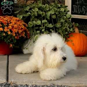 Kent, Miniature Poodle Puppy