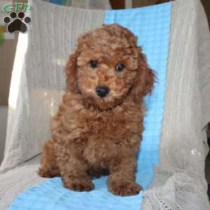 Braden, Mini Goldendoodle Puppy