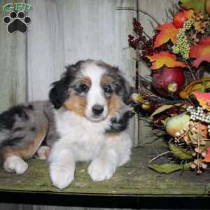 Kali, Miniature Australian Shepherd Puppy