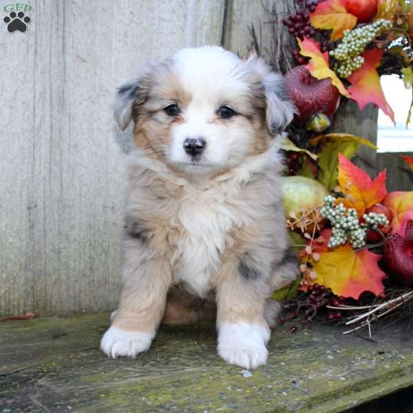 Leah, Miniature Australian Shepherd Puppy