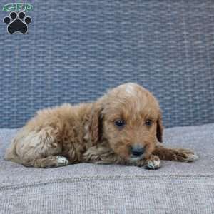 Prince, Mini Goldendoodle Puppy