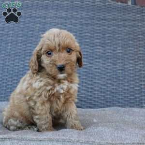 Coy, Mini Goldendoodle Puppy