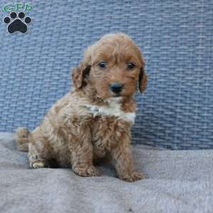 Reddy, Mini Goldendoodle Puppy