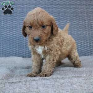 Rocky, Mini Goldendoodle Puppy