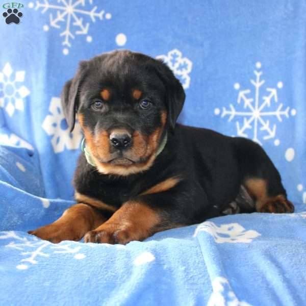 Dustin, Rottweiler Puppy