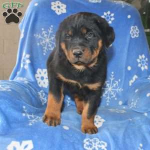 Dora, Rottweiler Puppy