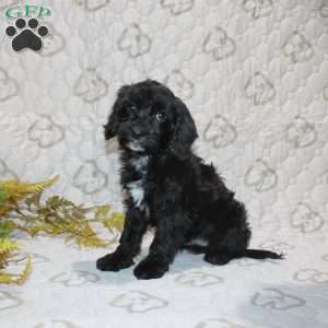 Colton, Cavapoo Puppy