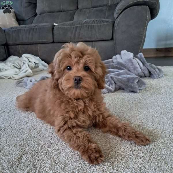 Jasmine, Cockapoo Puppy