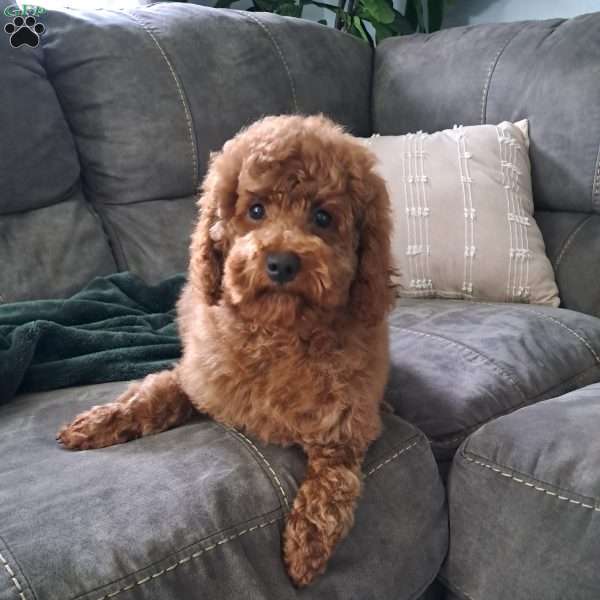 Watson, Cockapoo Puppy