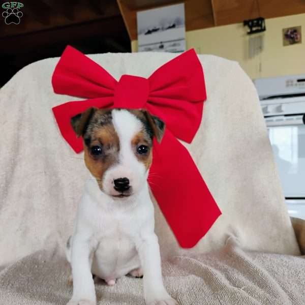 Vincent, Jack Russell Terrier Puppy