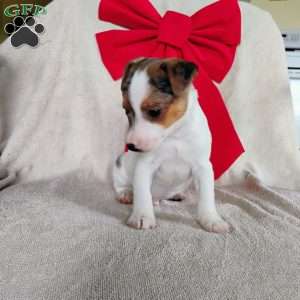 Vincent, Jack Russell Terrier Puppy