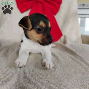 Violet, Jack Russell Terrier Puppy