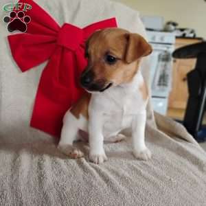 Victor, Jack Russell Terrier Puppy