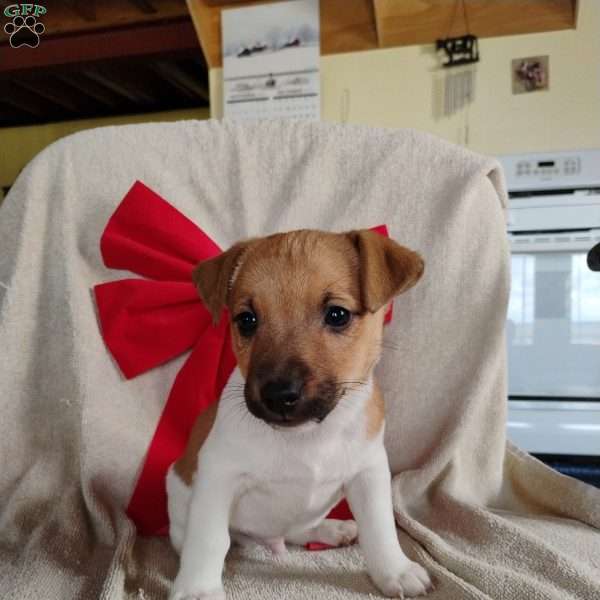 Victor, Jack Russell Terrier Puppy