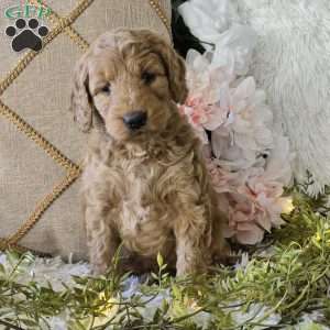 Tina, Mini Goldendoodle Puppy