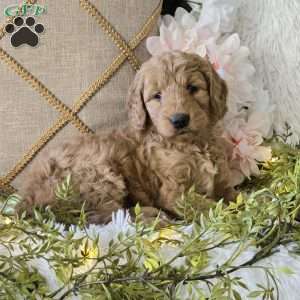 Tina, Mini Goldendoodle Puppy