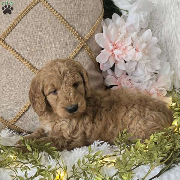 Tina, Mini Goldendoodle Puppy