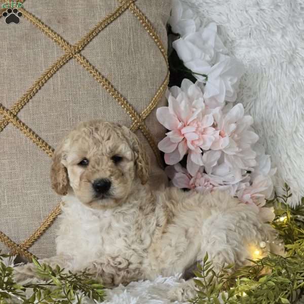 Tessa, Mini Goldendoodle Puppy