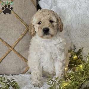 Tessa, Mini Goldendoodle Puppy