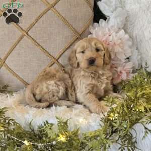 Trixie, Mini Goldendoodle Puppy