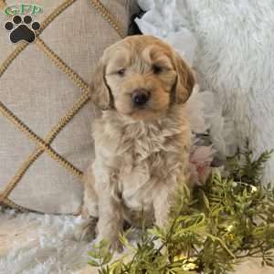 Trixie, Mini Goldendoodle Puppy