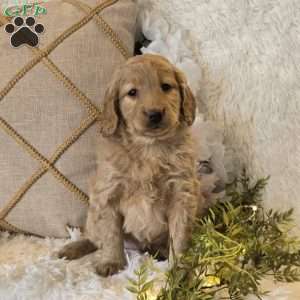 Tatum, Mini Goldendoodle Puppy