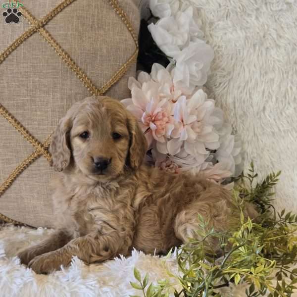 Tatum, Mini Goldendoodle Puppy