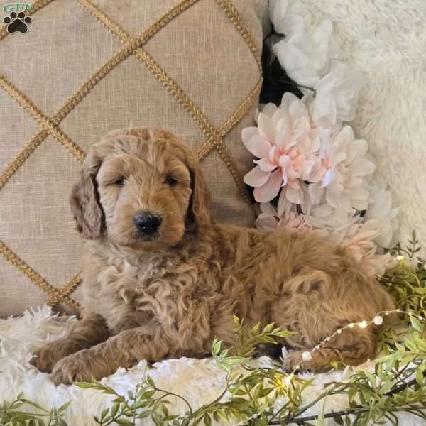 Tucker, Mini Goldendoodle Puppy