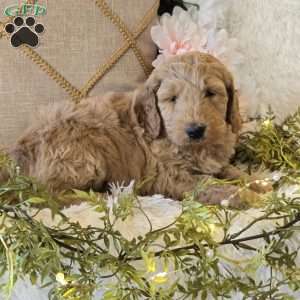 Tucker, Mini Goldendoodle Puppy