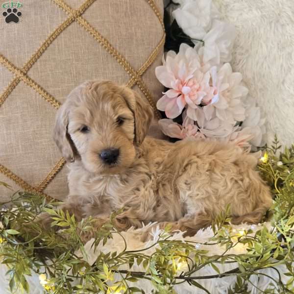 Tanner, Mini Goldendoodle Puppy