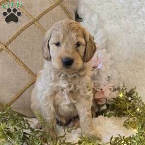 Tanner, Mini Goldendoodle Puppy