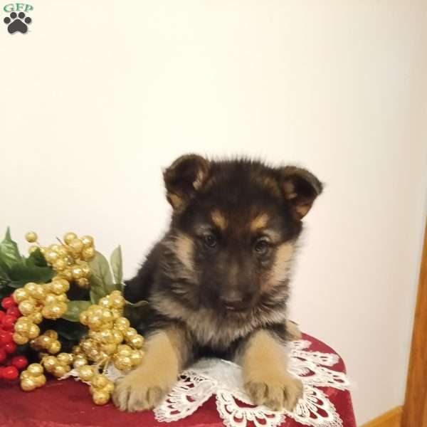 Dahlia, German Shepherd Puppy