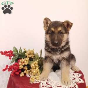 Destiny, German Shepherd Puppy