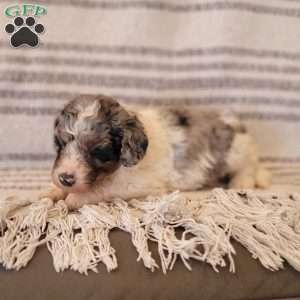 Annie, Mini Bernedoodle Puppy