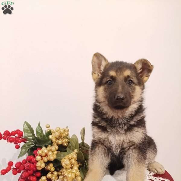 Destiny, German Shepherd Puppy