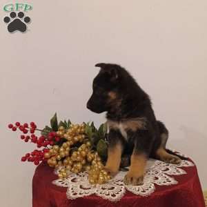 Emily, German Shepherd Puppy