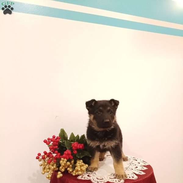 Emerson, German Shepherd Puppy