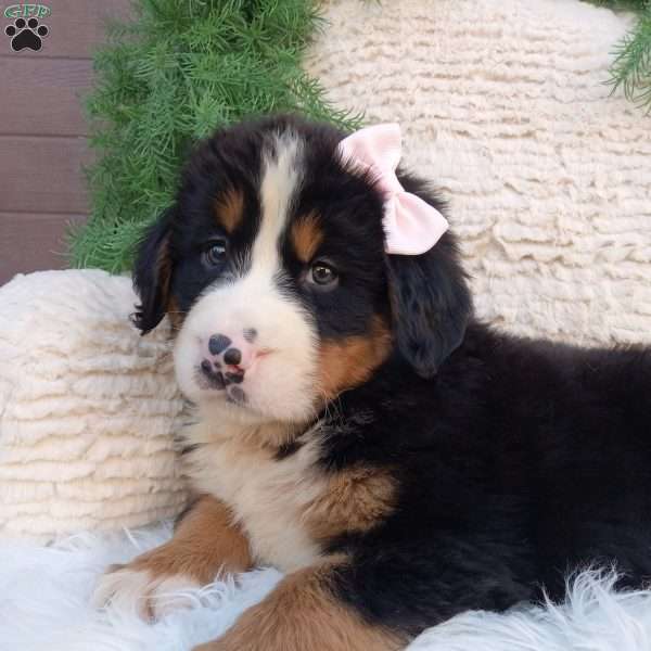 Mia, Bernese Mountain Dog Puppy