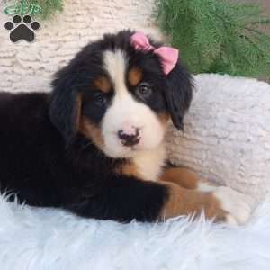 Izzy, Bernese Mountain Dog Puppy