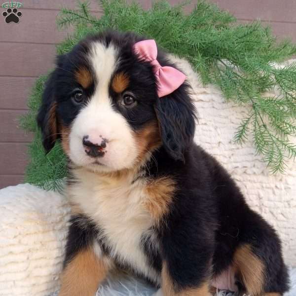 Izzy, Bernese Mountain Dog Puppy