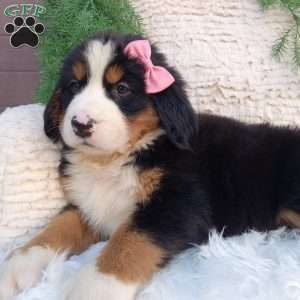 Izzy, Bernese Mountain Dog Puppy