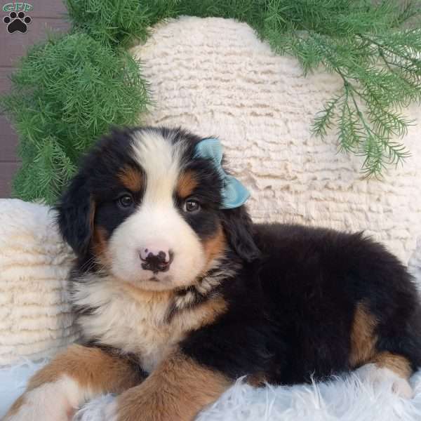 Champ, Bernese Mountain Dog Puppy