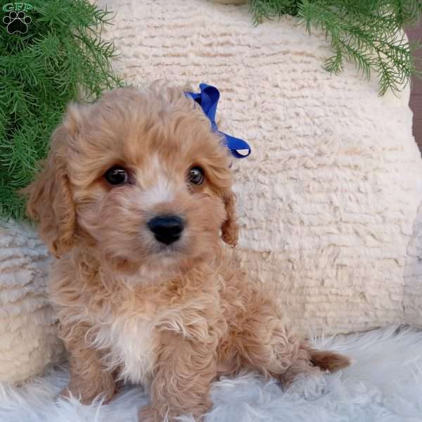 Theo, Cavapoo Puppy