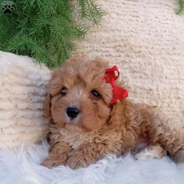 Teddy, Cavapoo Puppy