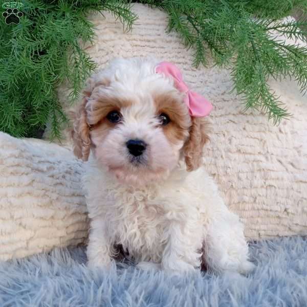 Nova, Cavapoo Puppy