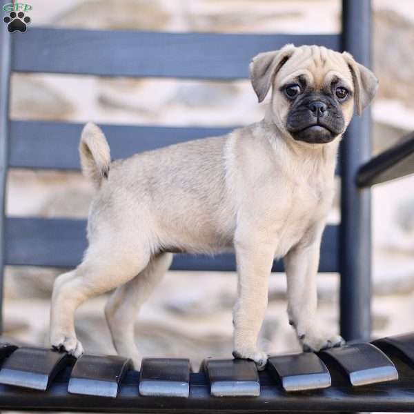 Kimmy, Puggle Puppy