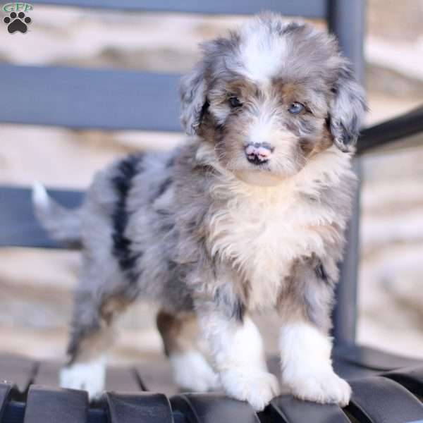 Darci, Mini Bernedoodle Puppy