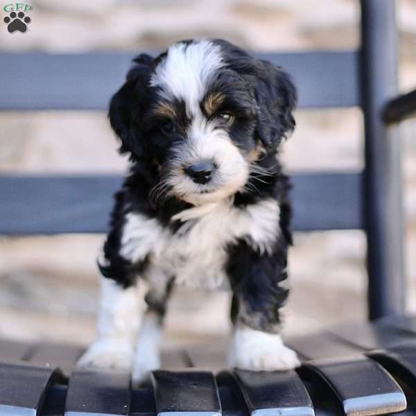 Phoebee, Mini Bernedoodle Puppy