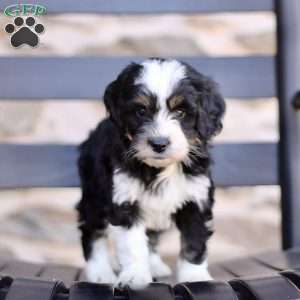 Phoebee, Mini Bernedoodle Puppy